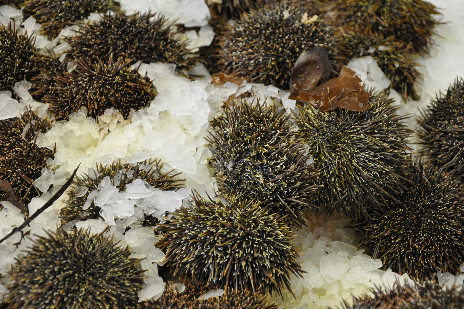 Auckland seafood market 10.jpg