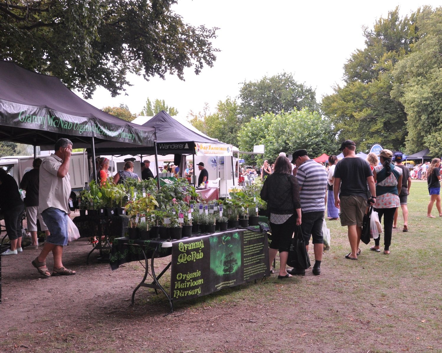 Fresh herbs and plants