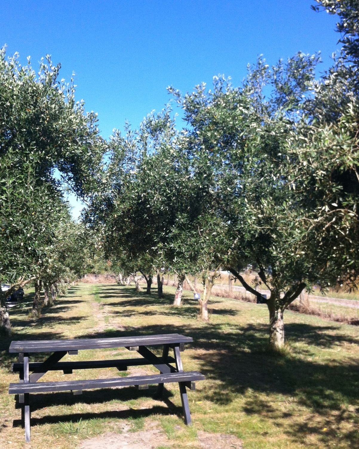 Telegraph Hill Olive Trees 2.jpg