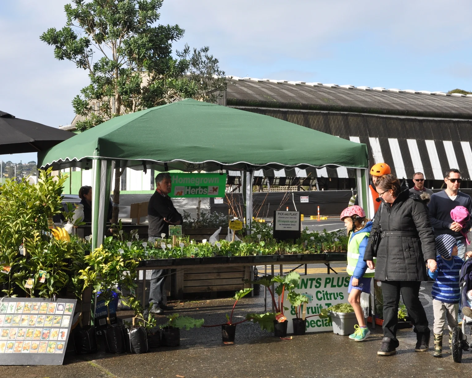 Vegetable, citrus and herb seedlings