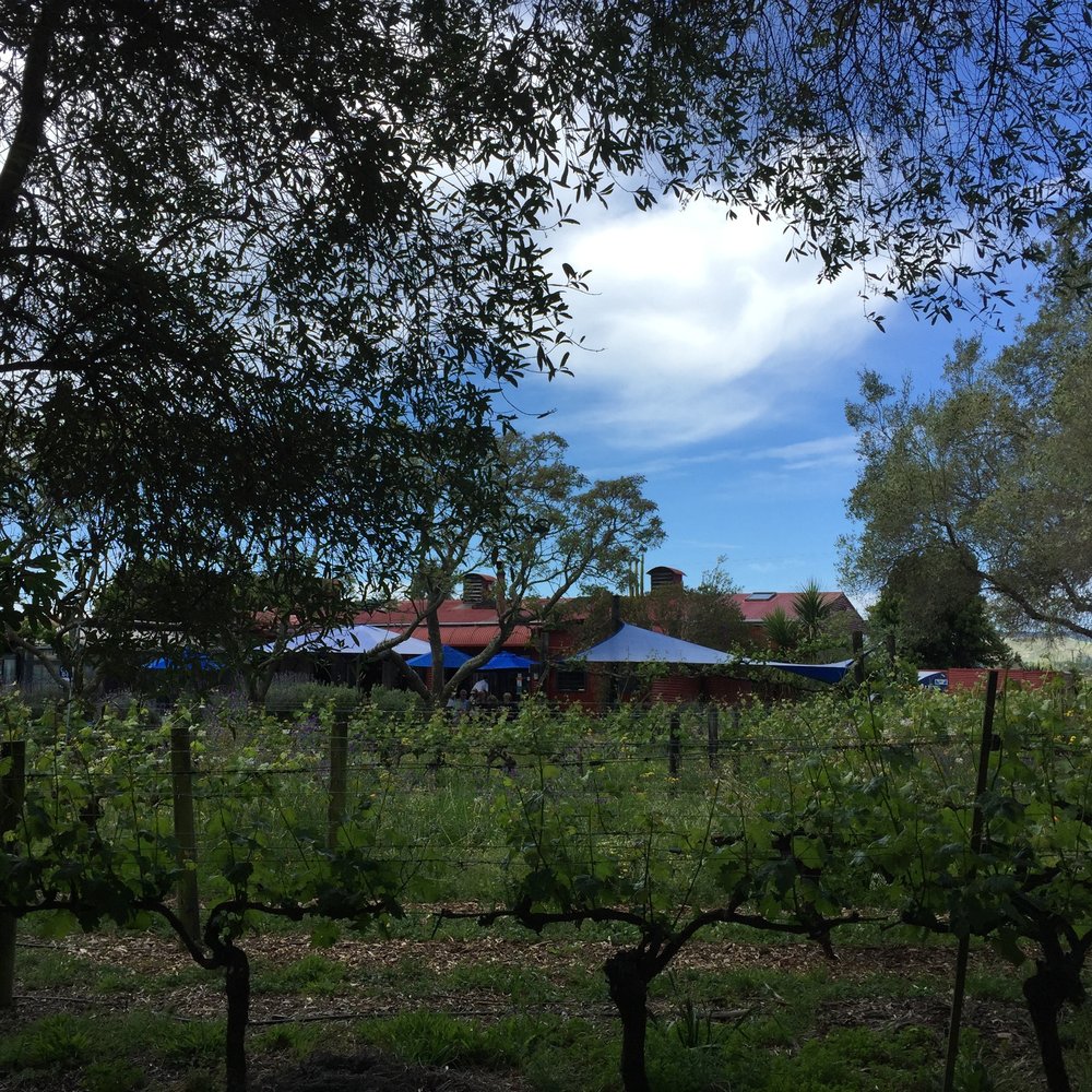 Clearview across the vines.jpg