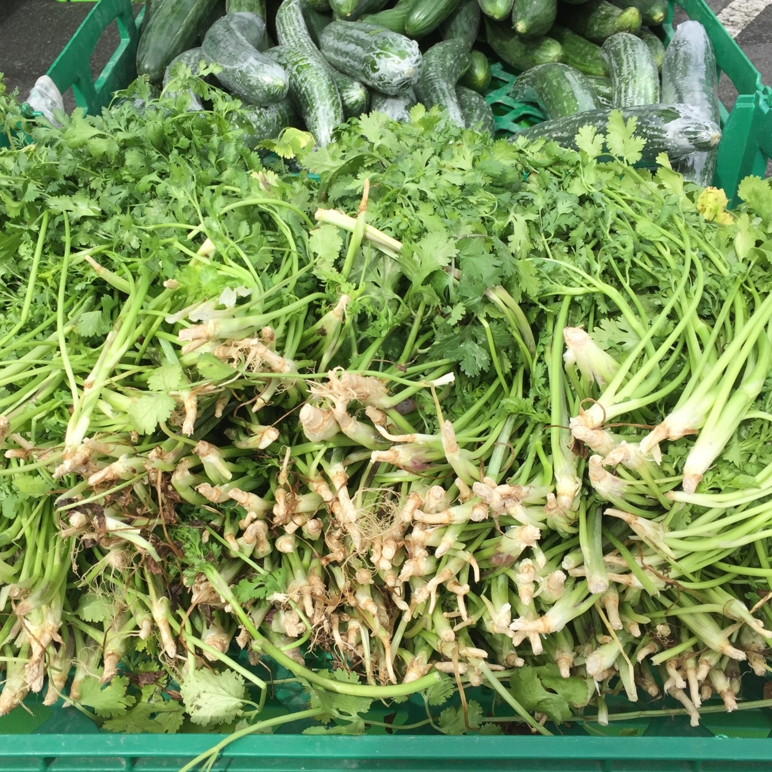 Coriander.JPG