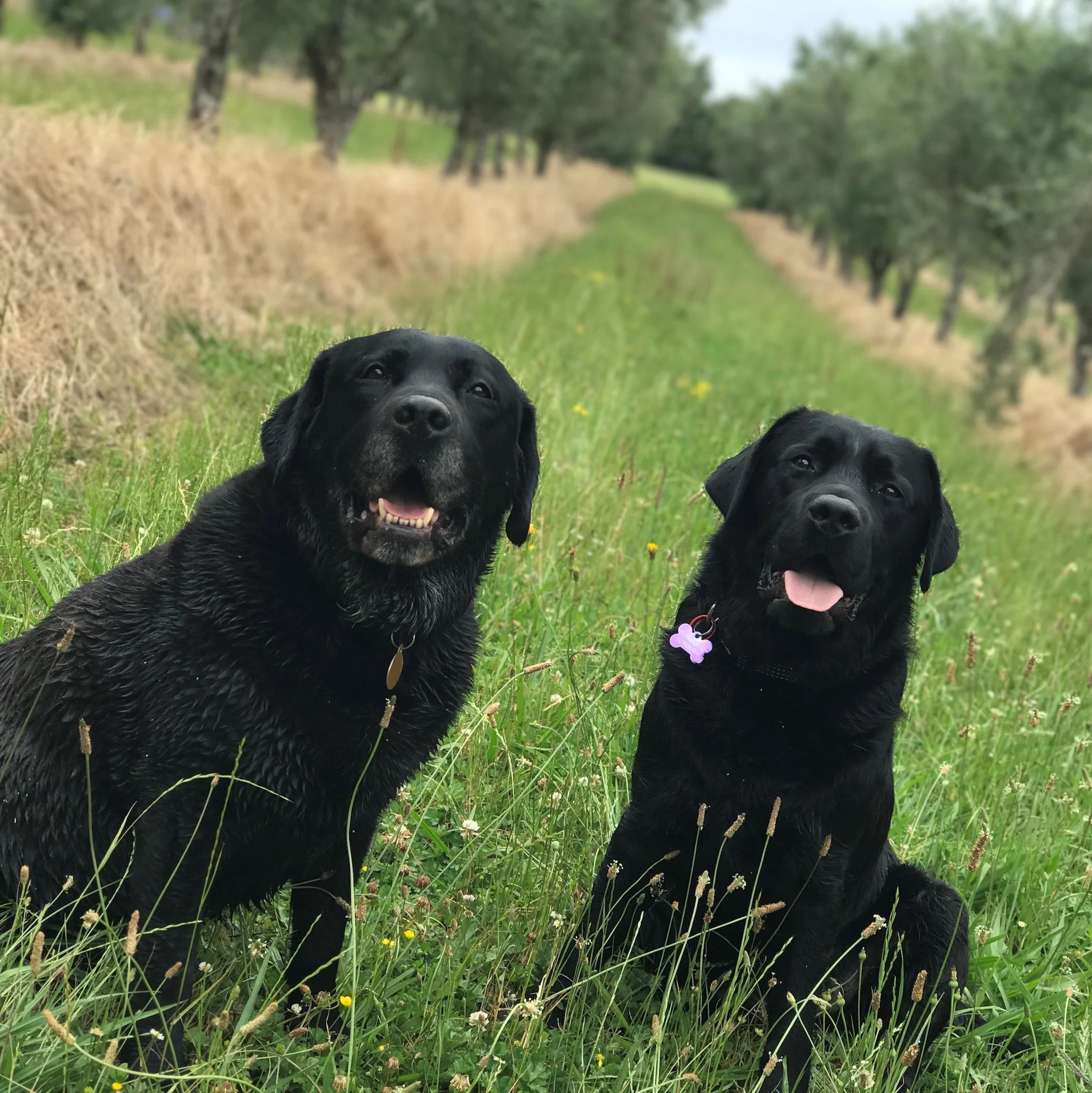 The Two Black Dogs - Joey and Jett