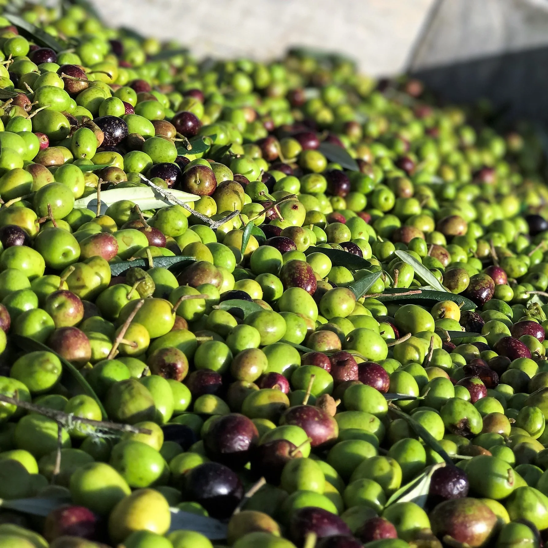 It takes around 7kgs of olives to make one litre of oil