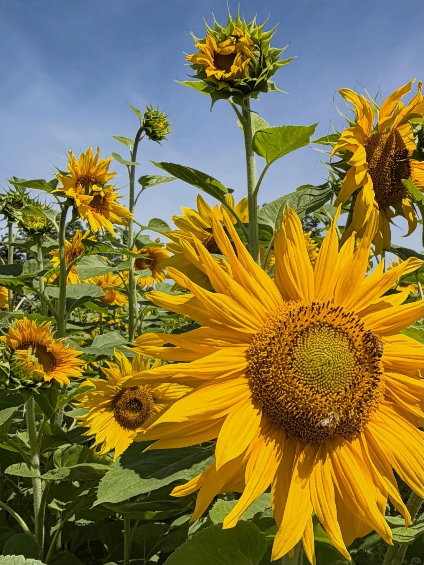 Sunflowers 🌻🌻🌻 always make you smile&hellip; a lovely relaxing stroll 👣 then tiramisu slushie ☕️ @thefarmhousehavelock with @rachdbray 

Sunflowers 🌻 open every day 
Cafe ☕️ open Tue-Sun 8am-5pm

#eatdrinkhawkesbay @lovehavelocknorthnz #eatdrink