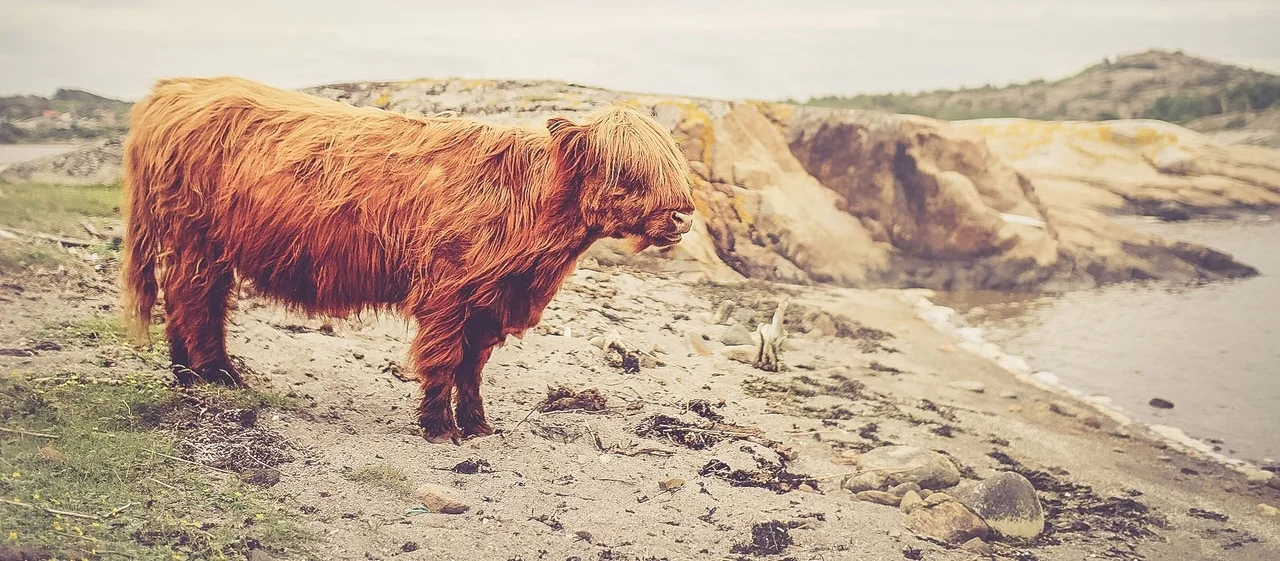 scottishcow1.jpg