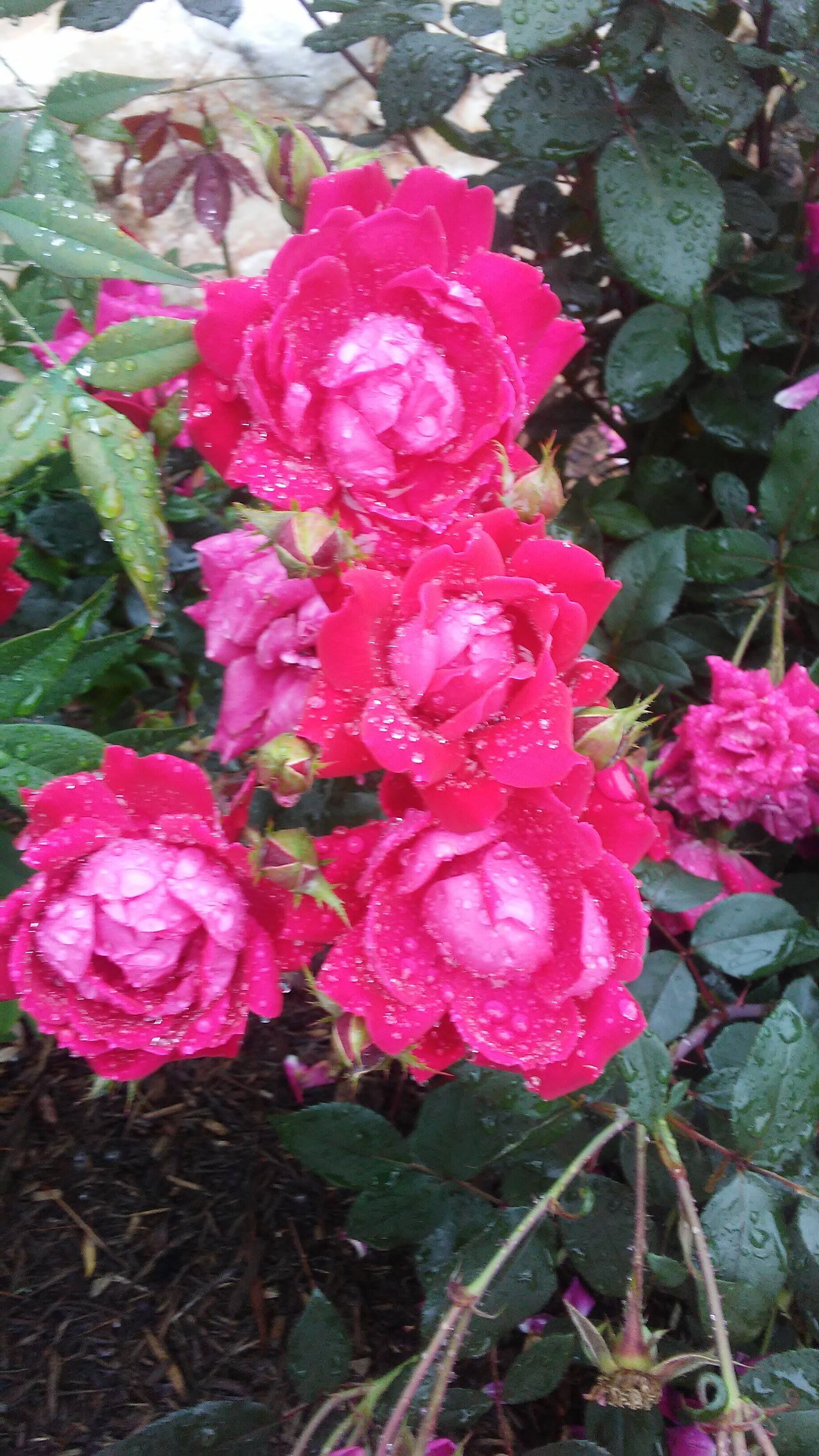 Ma's Roses 1.jpg