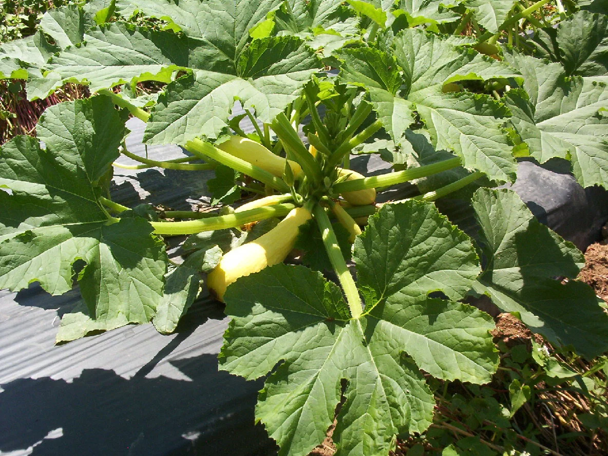 Summer Squash on the vine.jpg