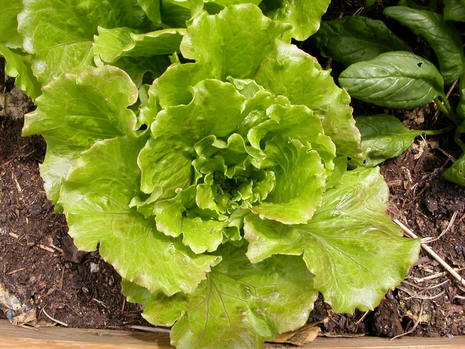 beautiful lettuce.jpg