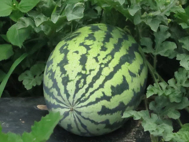 watermelon.JPG