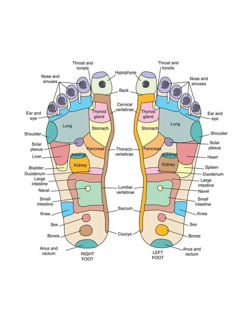 reflexology meridians on foot.jpeg