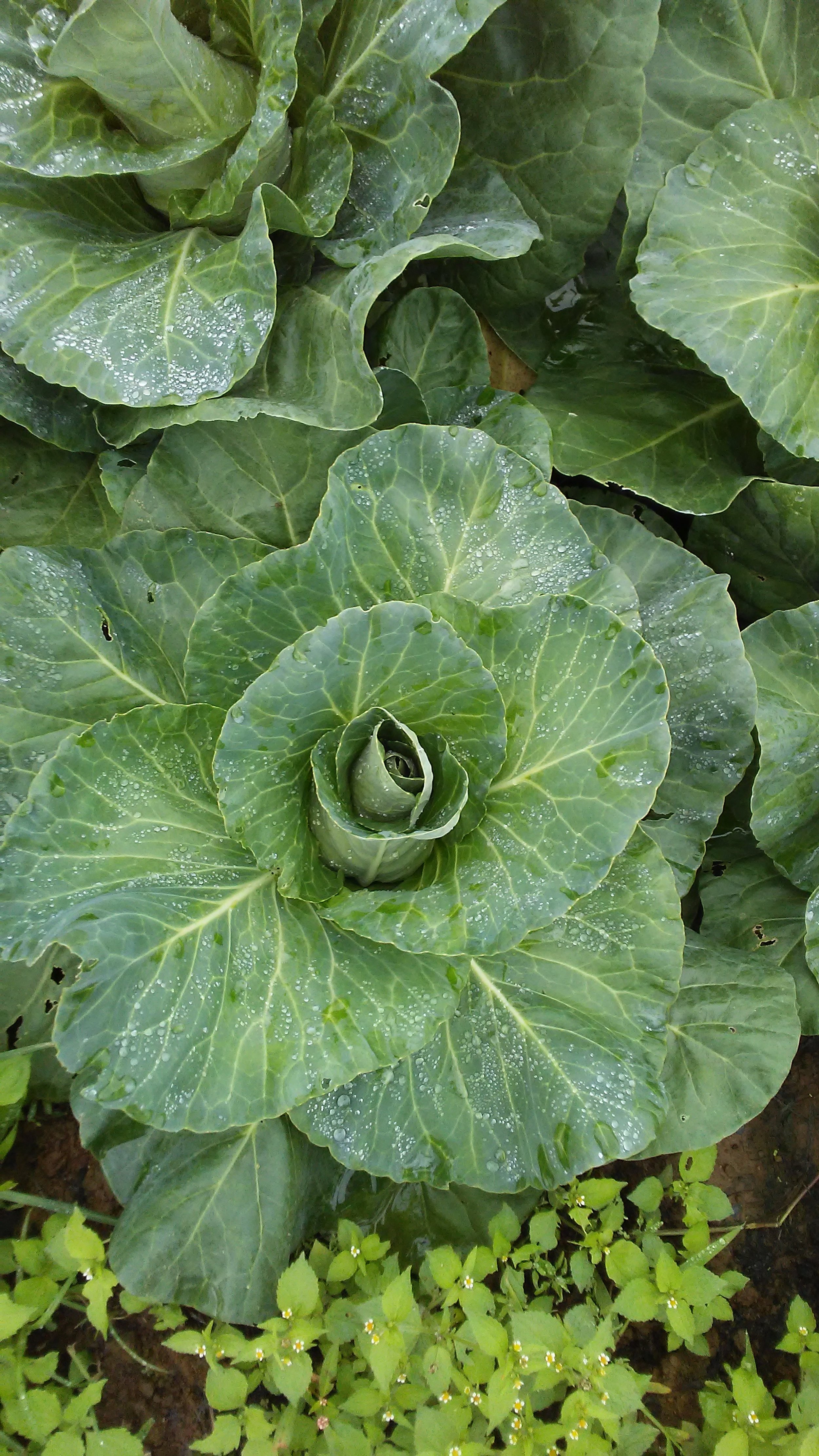 Cabbage.jpg