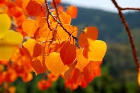 ALL DAY AUTUMN FESTIVAL