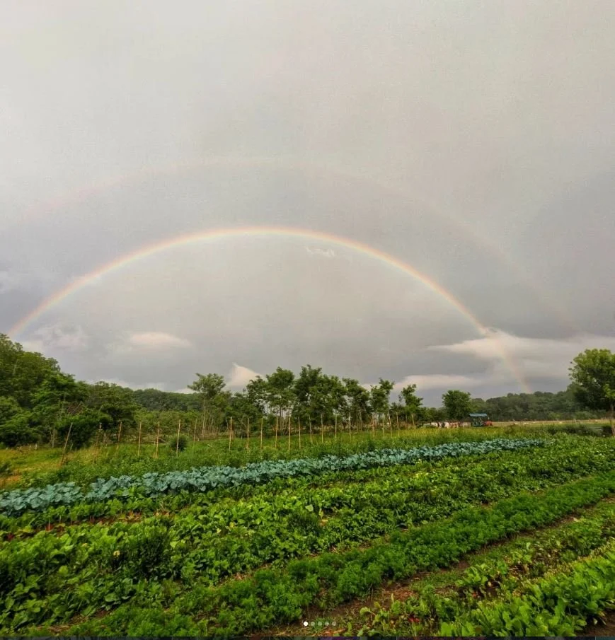 perennial rainbow field.JPG