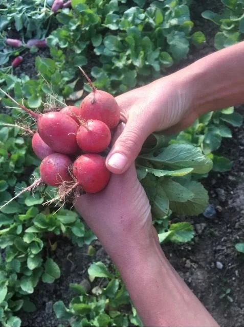 Ryan Hands Radishes.JPG