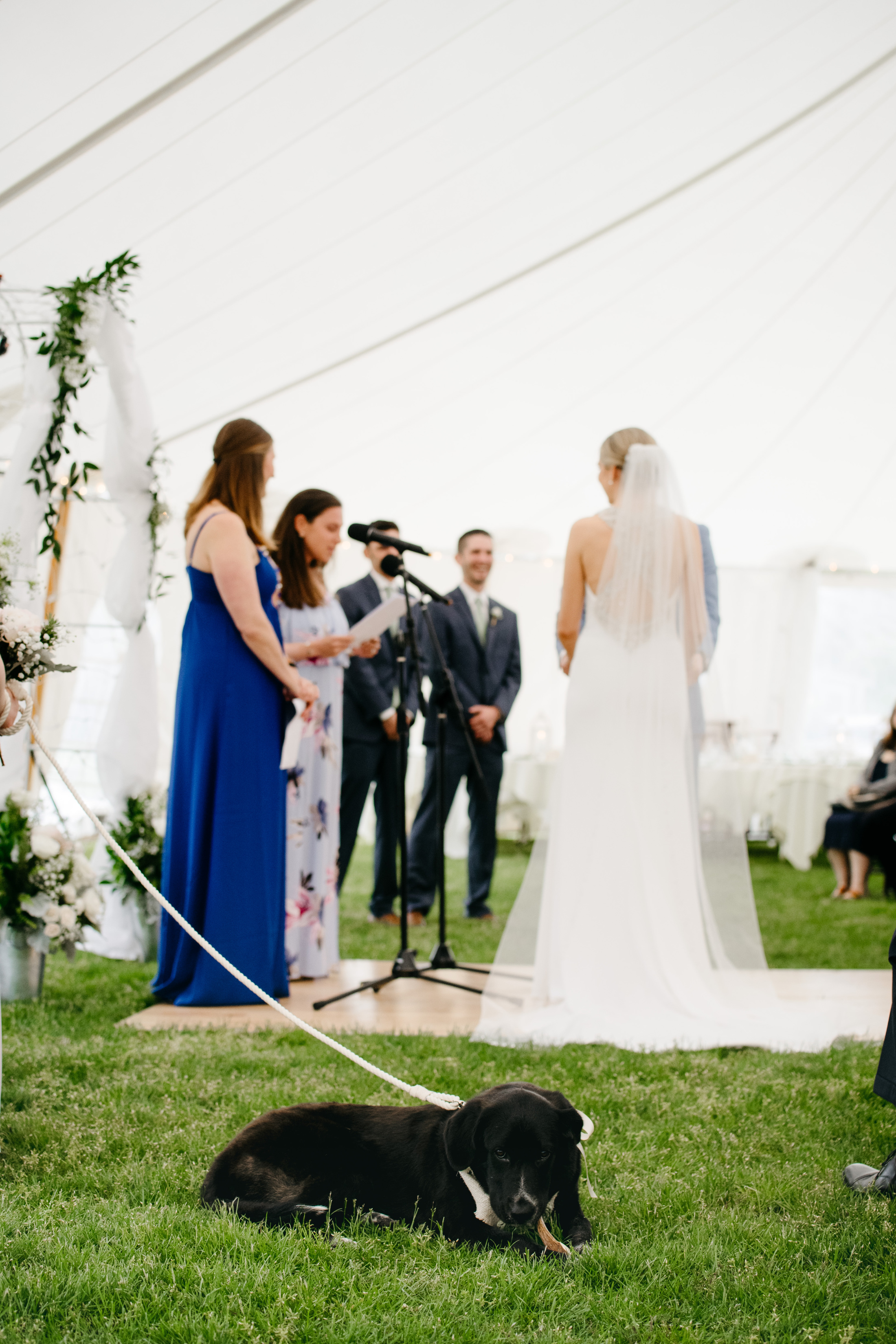bring a dog to your wedding in cape cod