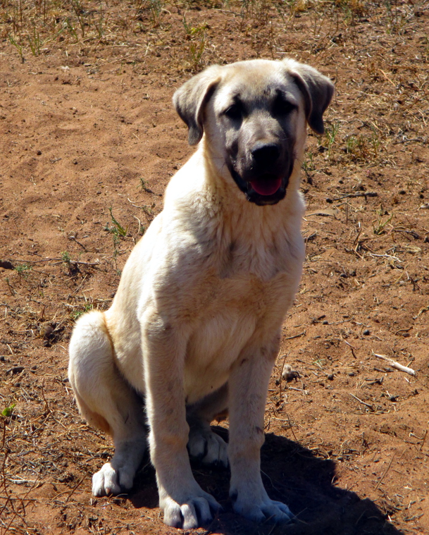 Anatolian puppy at 16 weeks old and ready to move into a small camp with her 5 ewes and 5 lambs.