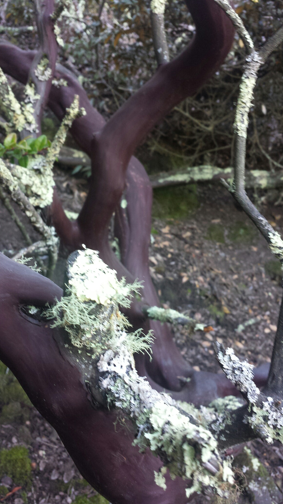 blurry picture, purple bark