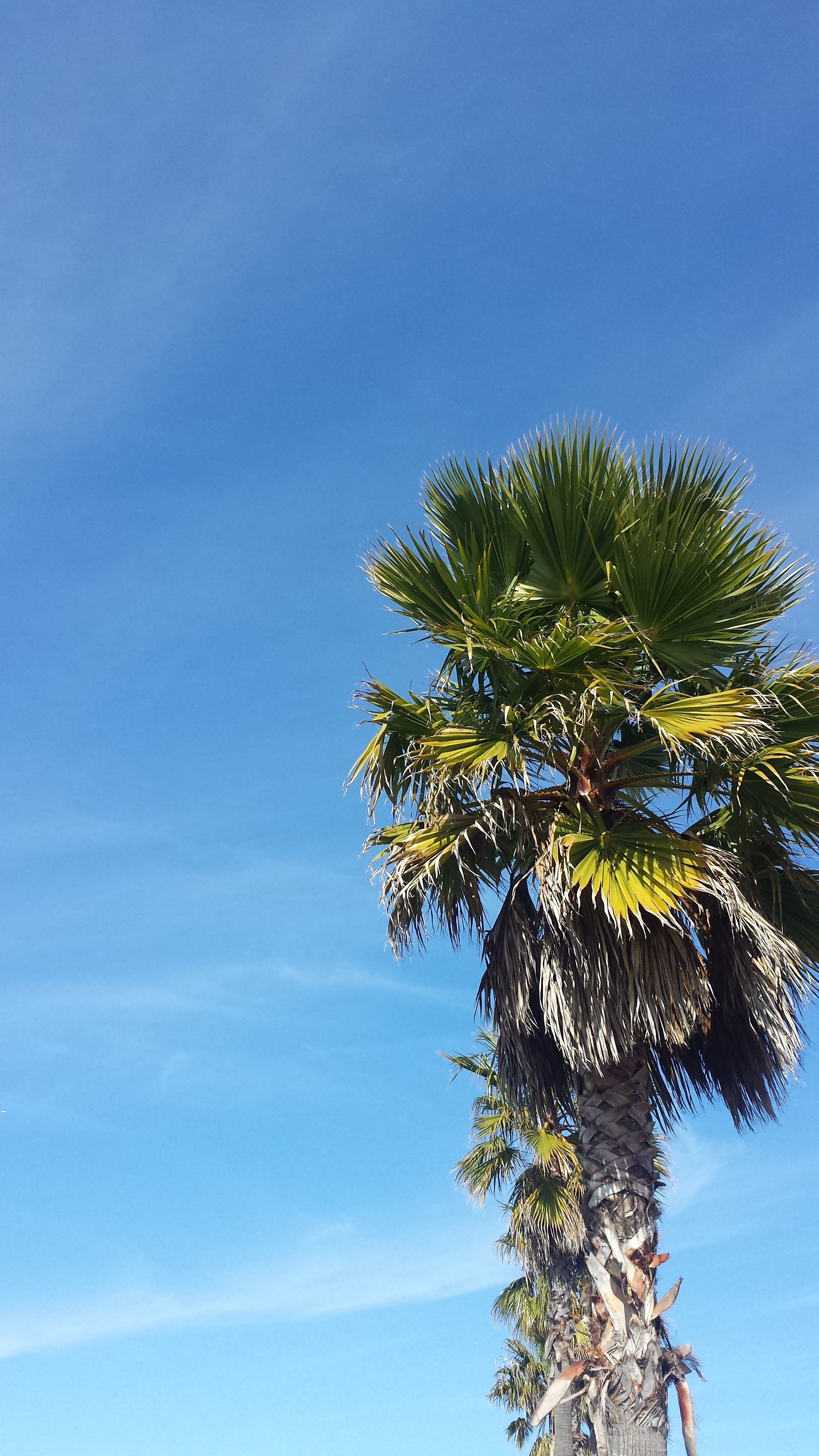 Oh New England of my youth, I am almost sorry to tell you that February in California is the best.