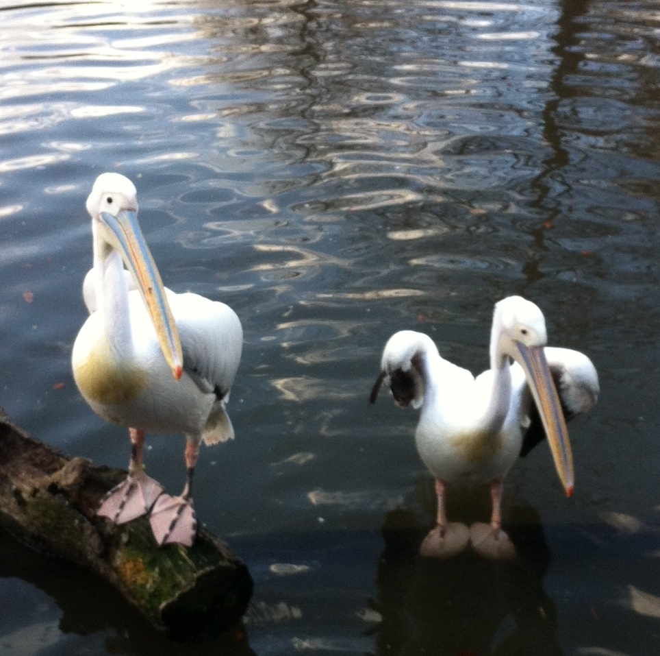 pelicans at audobon park by andy