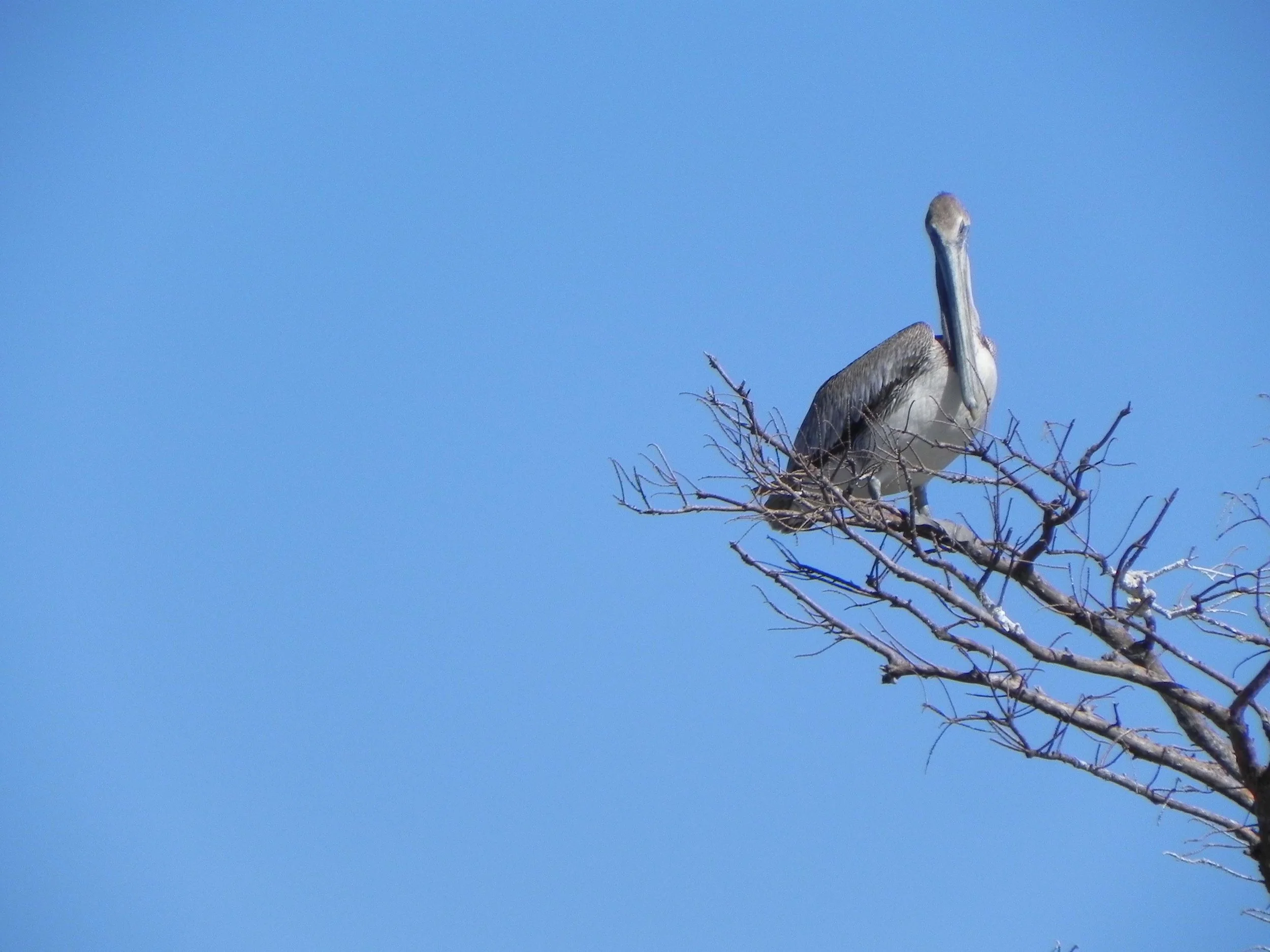 pelican.jpg