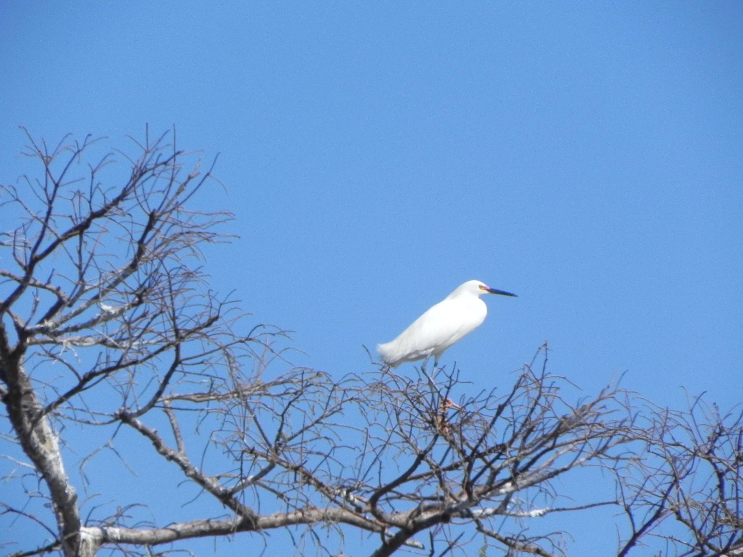 snowy egret 2.jpg