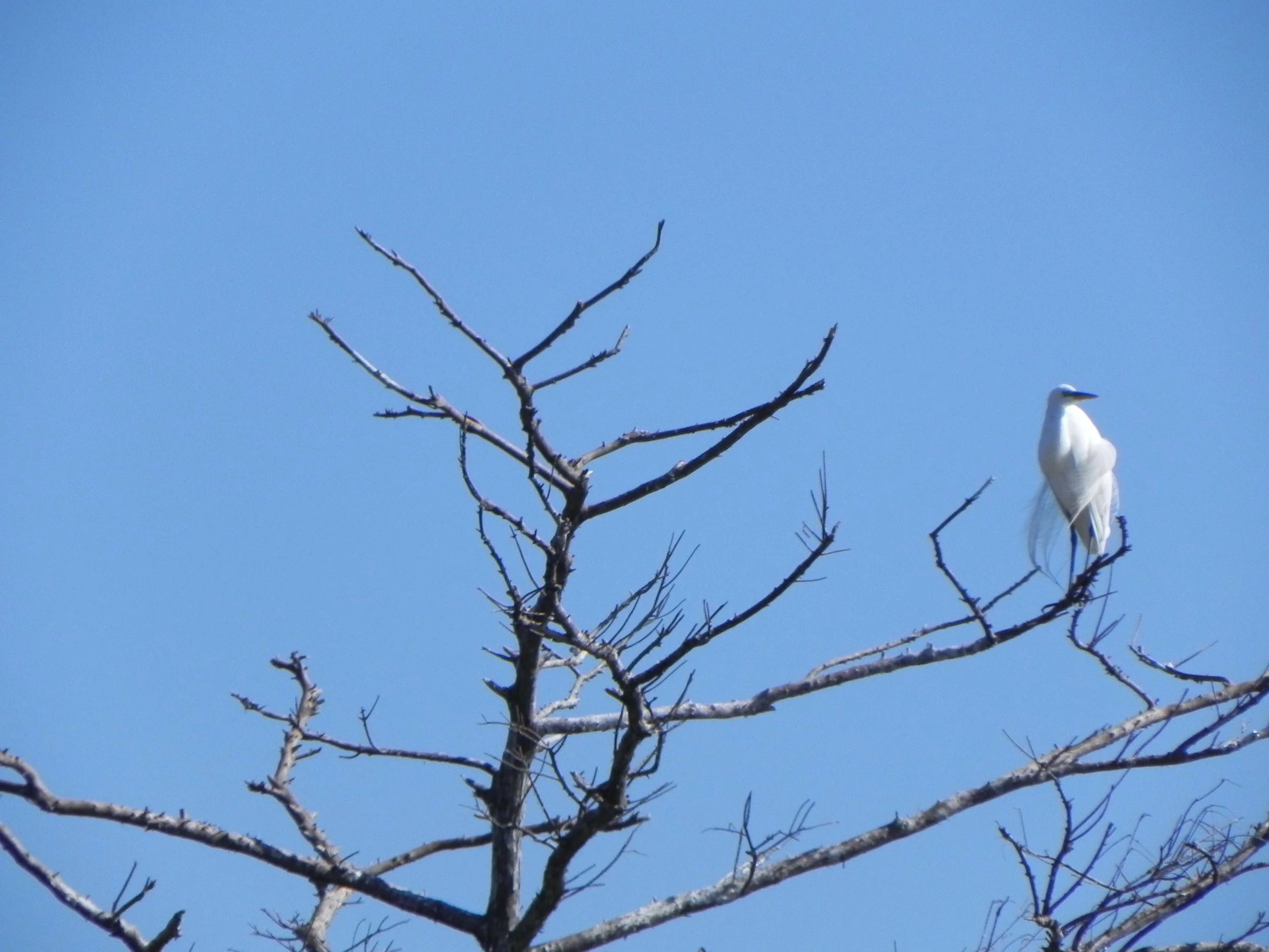 snowy egret.jpg