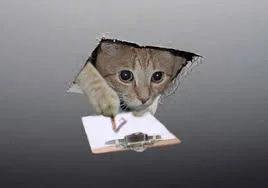 Ceiling_cat_Clipboard.jpg