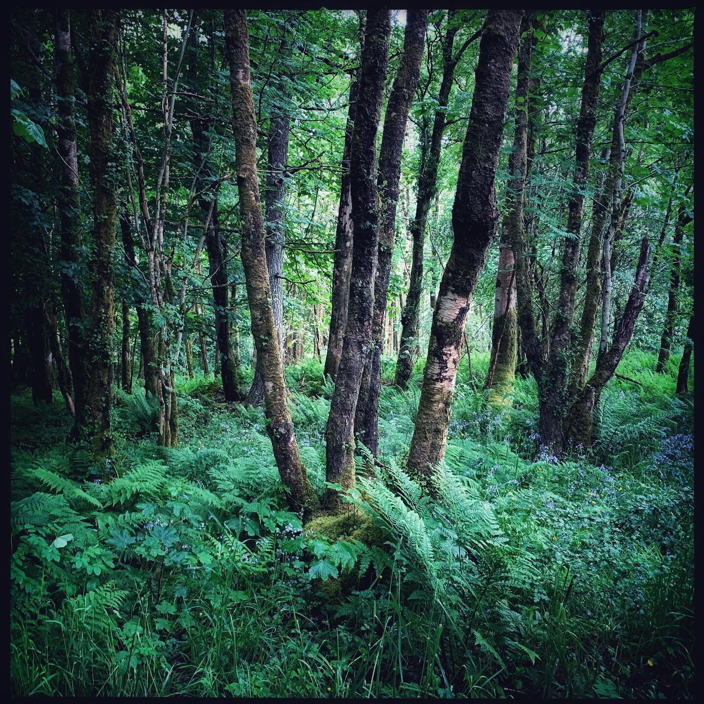 Community woodland in Lochaline, Argyll #communitywoodland #lochaline #runbythecommunityforthecommunity