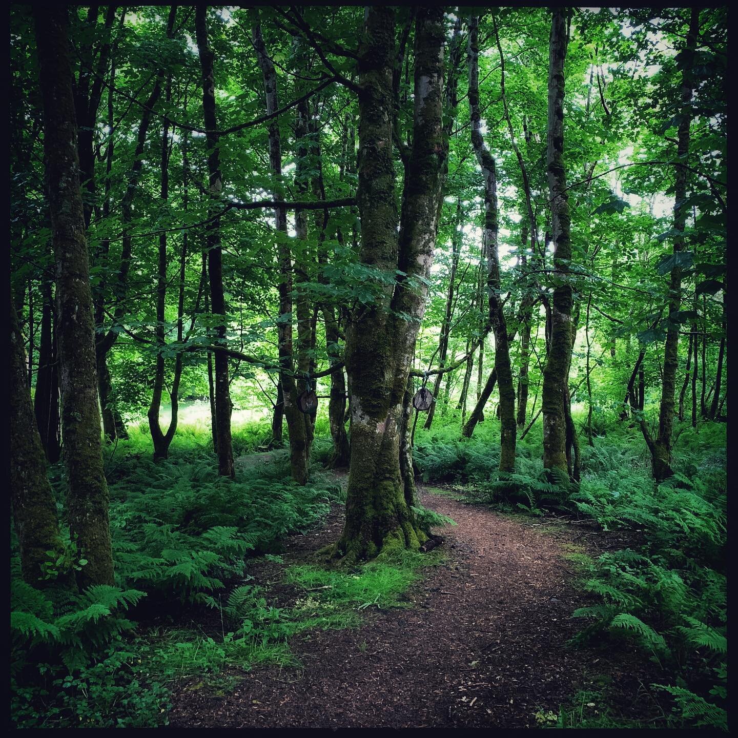 Community woodland in Lochaline, Argyll #lochaline #communitywoodland #runbythecommunityforthecommunity