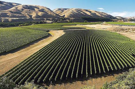 WINE TOUR OF MARTINBOROUGH
