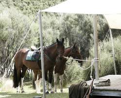 HORSE TREKS AT PORONUI LODGE