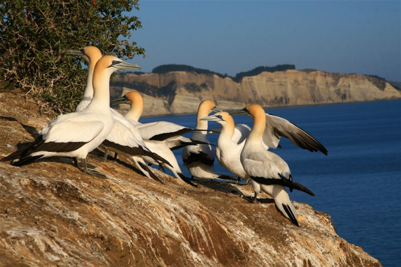 Gannet-colony-at-Cape-Kidnappers.jpg