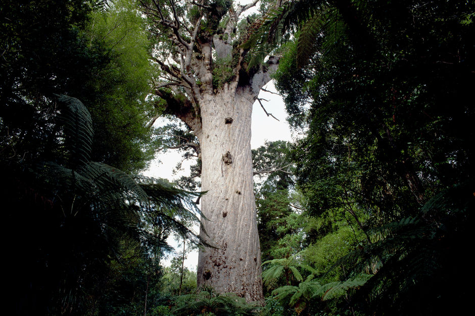 tane-mahuta.jpg