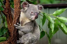 TRIP TO TARONGA ZOO