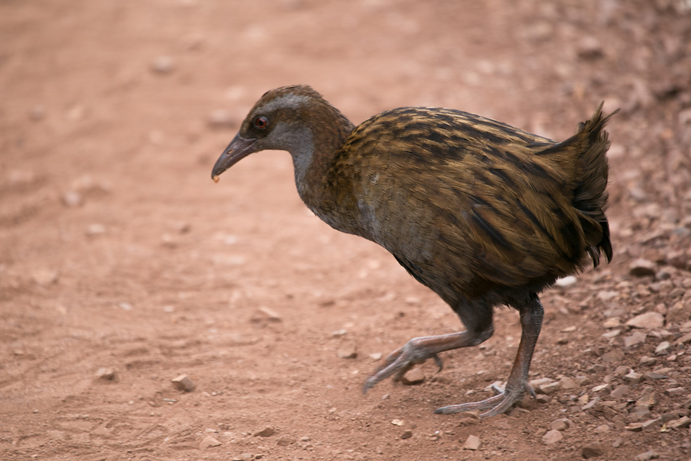 Weka. 2 Jan 2017. credit James Gow copy.jpg