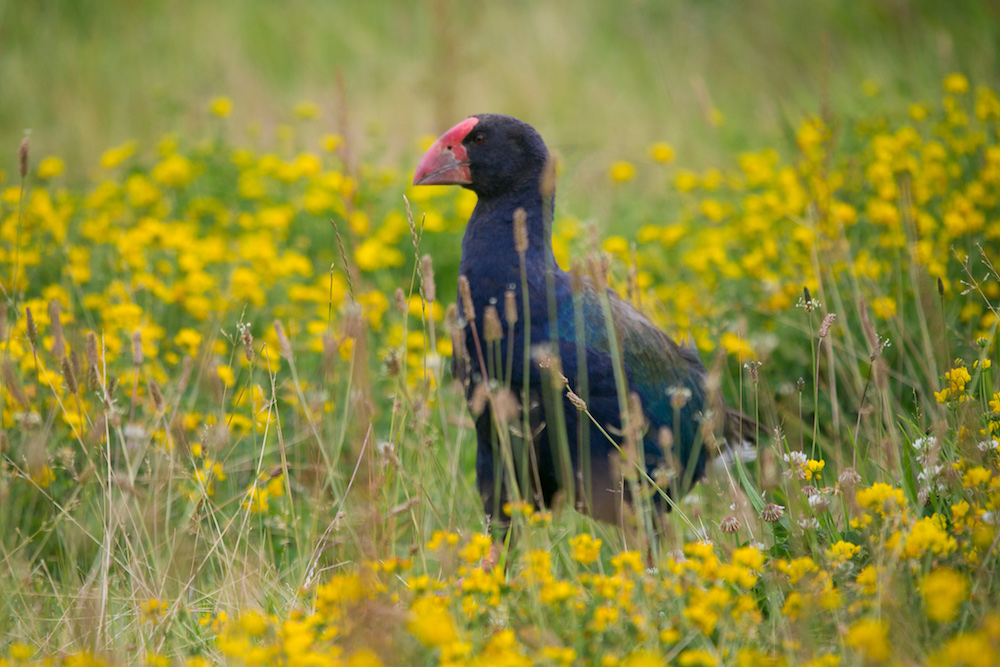 Takahe. credit James Gow copy.jpg