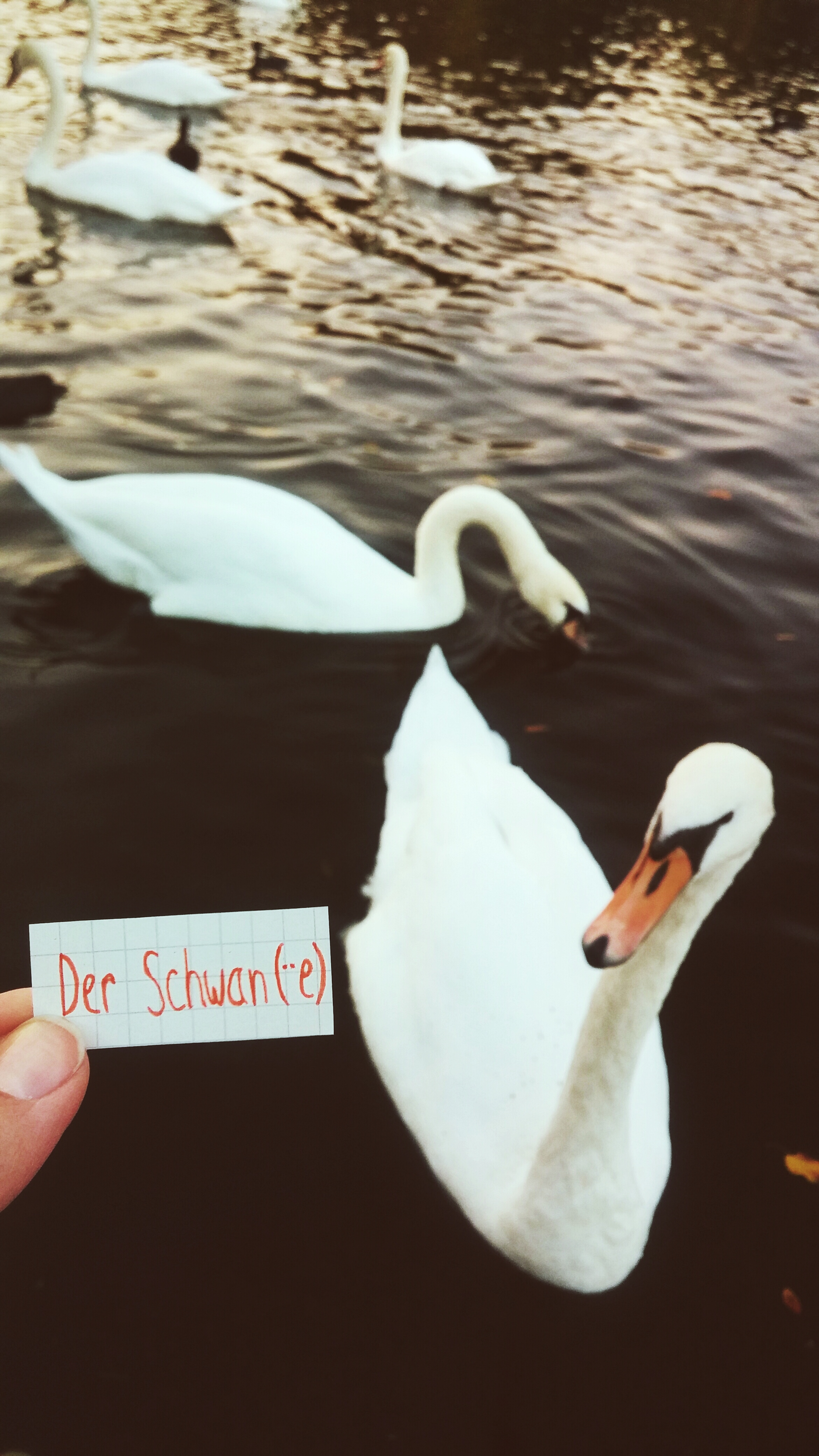 der Schwan