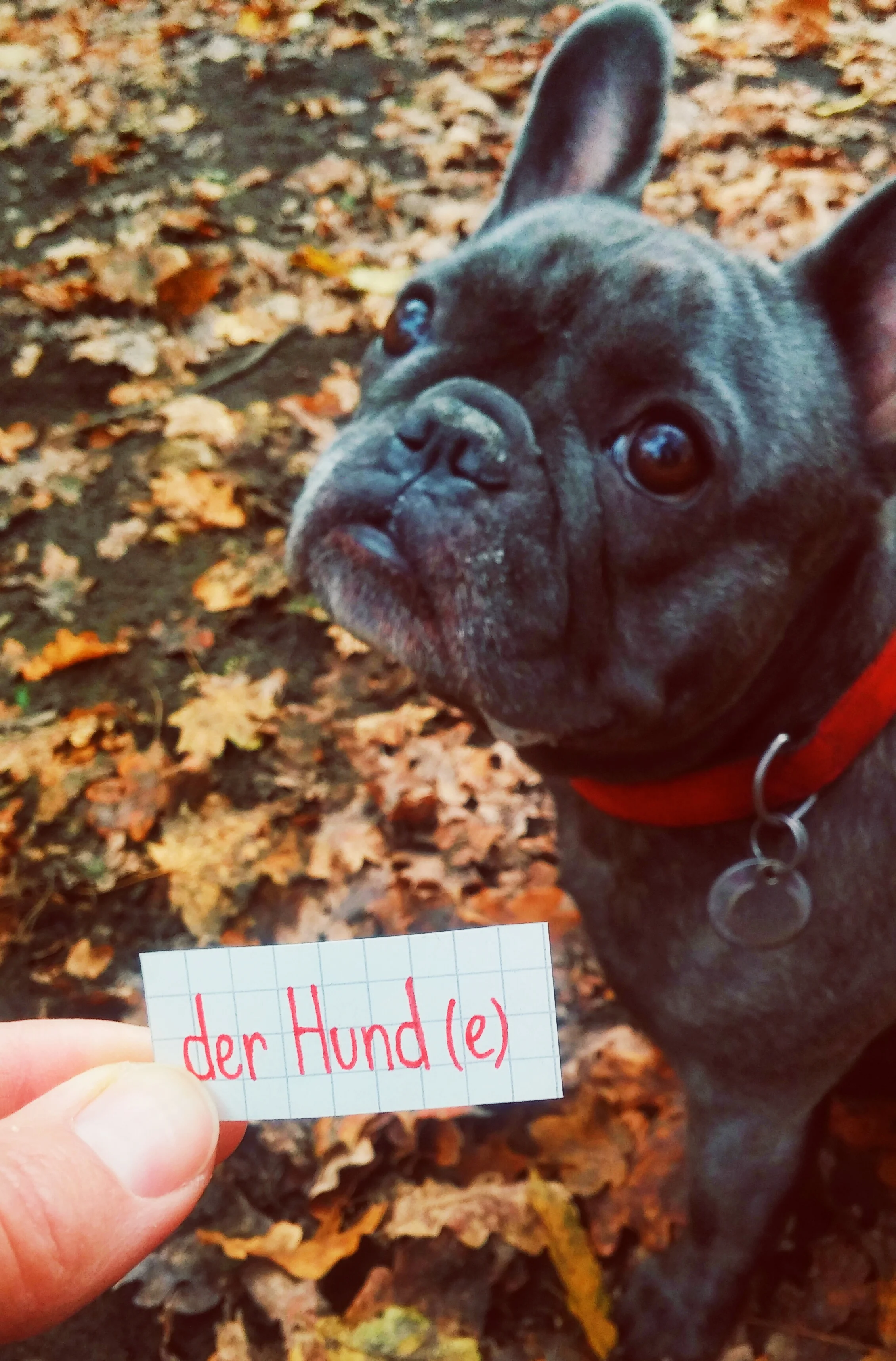 Animals of Berlin