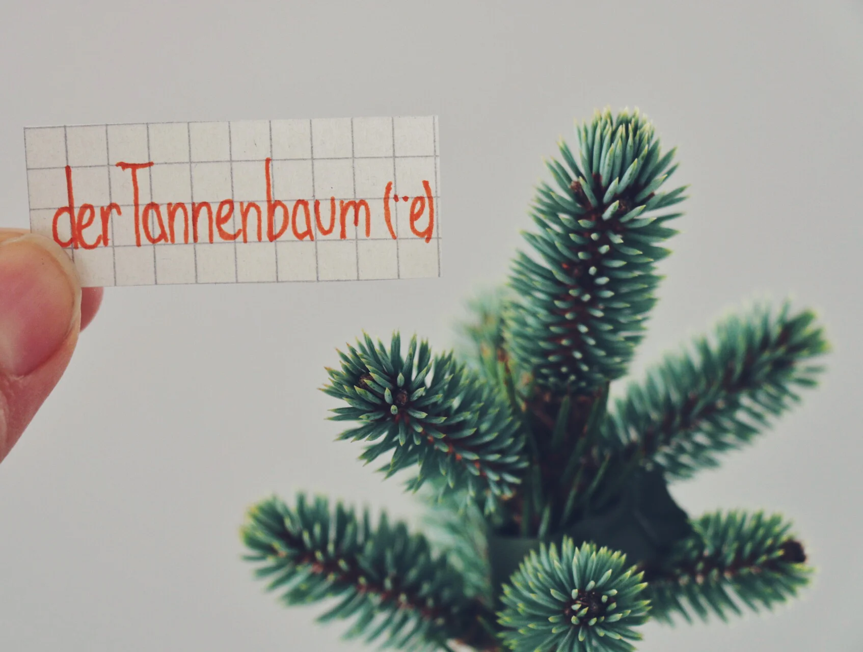 der Tannenbaum
