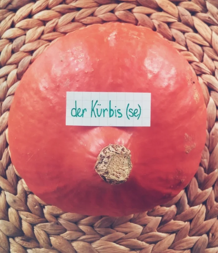 der Kürbis