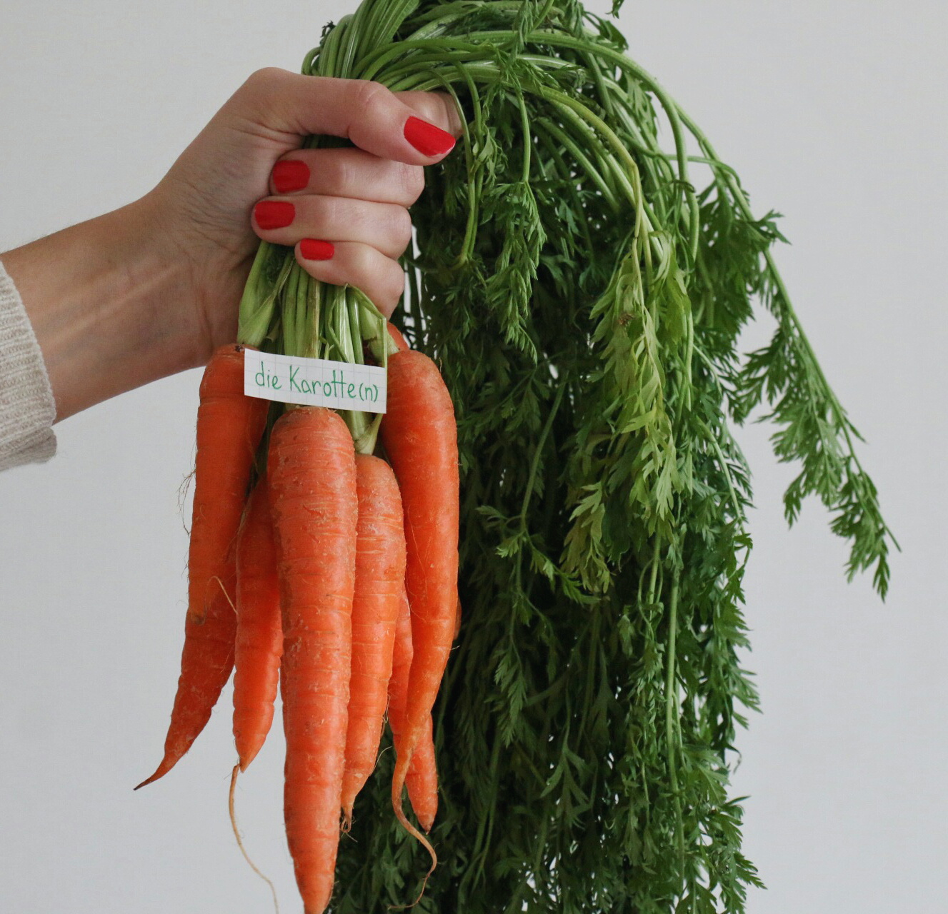 die Karotte - carrot