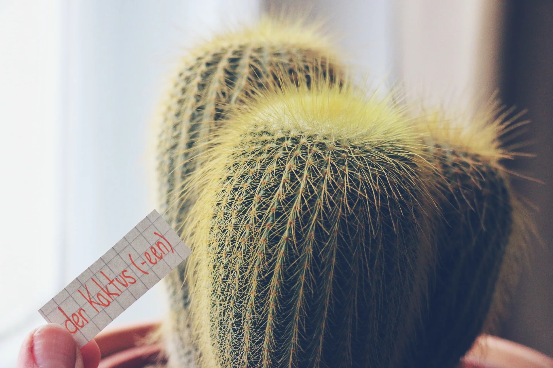 Cactus.jpg