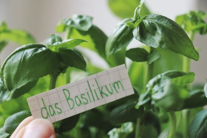 das Basilikum