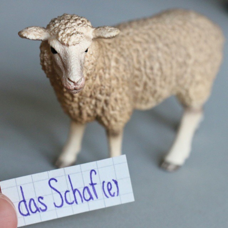 das Schaf