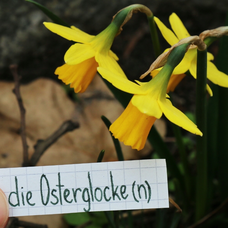 die Osterglocke - daffodil