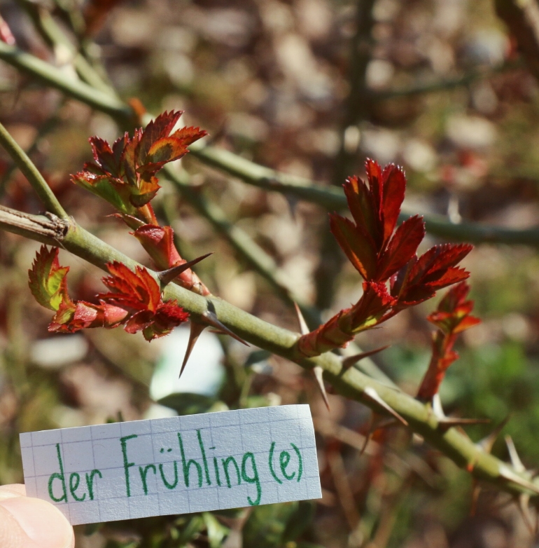 der Frühling - Spring