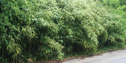 Restoring Rivercane: Reviving a Cultural and Ecological Keystone | TRGT