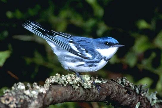 What's Good for the Cerulean Warbler is Good for the Gander