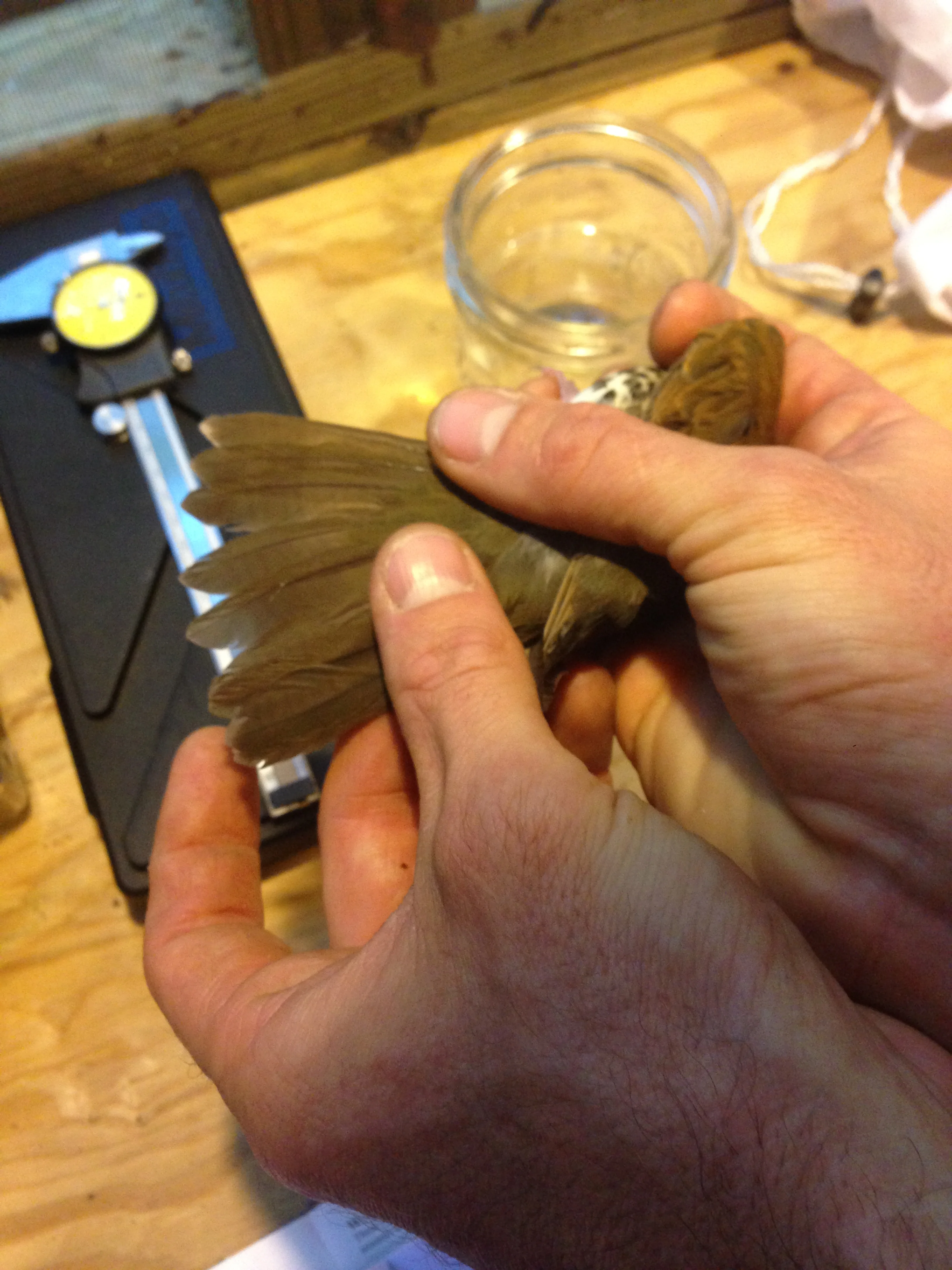 image12.jpeg